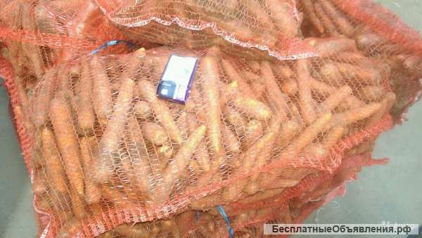 Морковь продовольственная