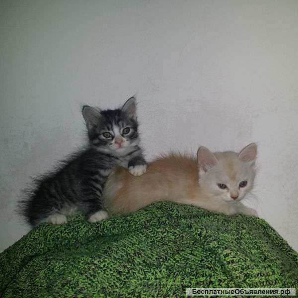 Продаются 2 кошечки и котик Курильского бобтейла