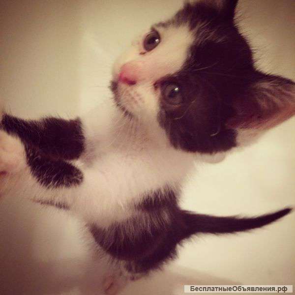 Отдам в добрые руки котенка,приносящего удачу..