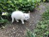 Отдам в заботливые руки кошечку и котёнка