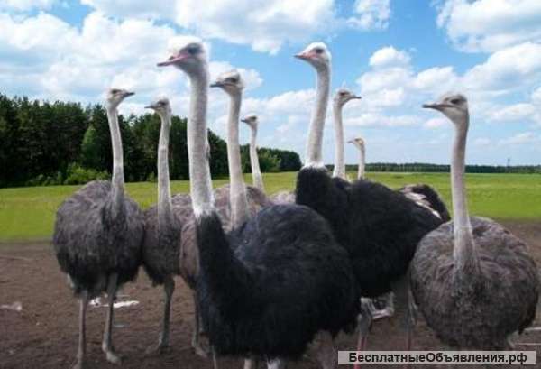 Африканские страусы 21 гол 6 лет в Беларусии