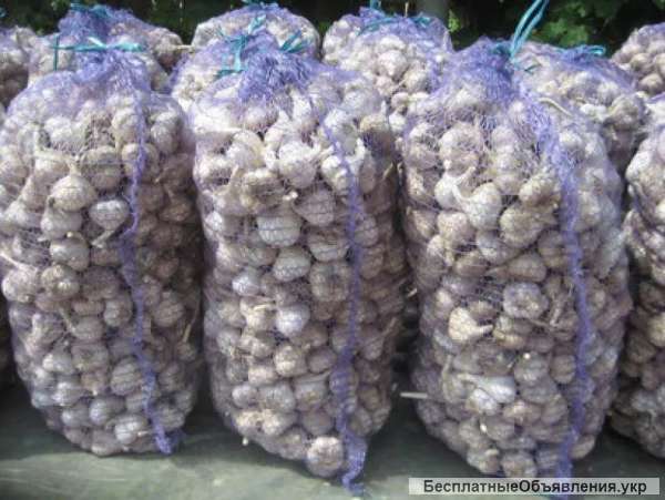 Чеснок любаша