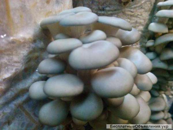 Грибы вешенки. Готовые грибные блоки.