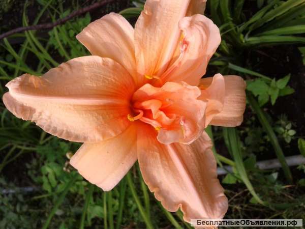 Квартира на длительный срок