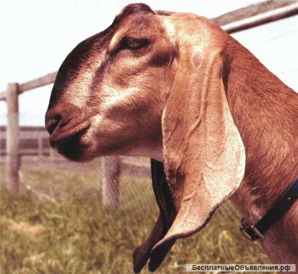 Нубийский козлик