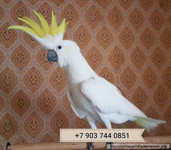 Желтохохлый какаду элеонора (Cacatua galerita eleonora) - ручные птенцы из питомника