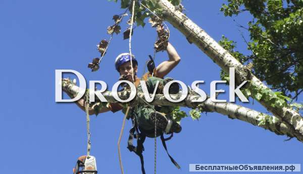 Спил деревьев