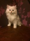 Персидские классические котятки-2,5 месяца