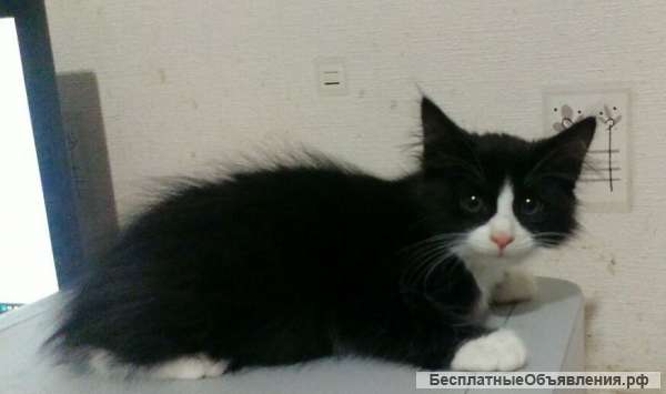 Клубный сибирский мальчик Гольф Гард