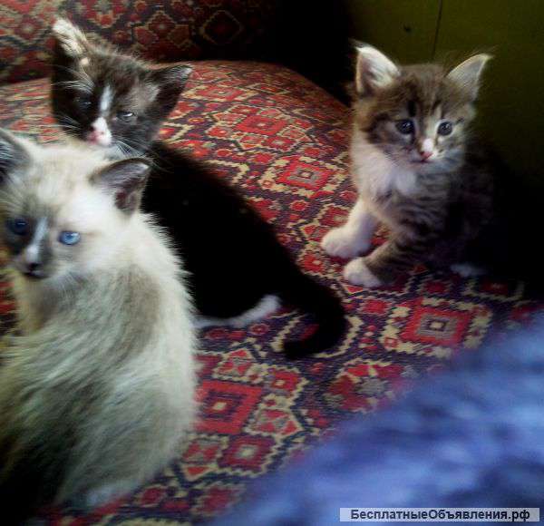 Котята в добрые руки
