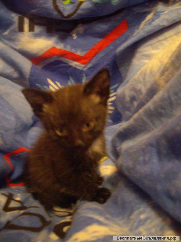 Домашние котята 1,5 мес. В дар.