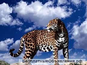 Название нового бренда