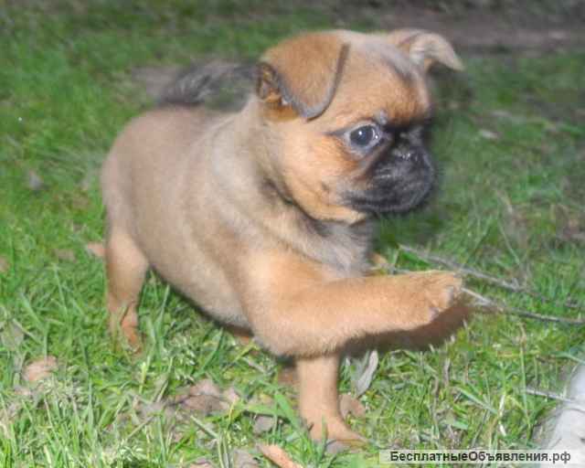 Щенки пти-брабансона рыжего, черного окраса. Кобели для вязки