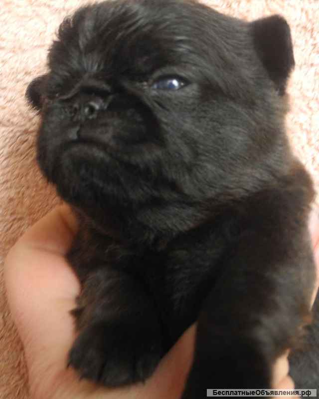 Щенки пти-брабансона рыжего, черного окраса. Кобели для вязки