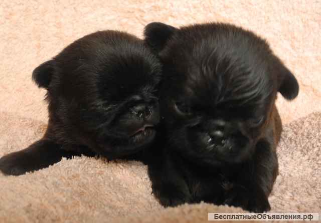 Щенки пти-брабансона рыжего, черного окраса. Кобели для вязки