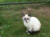 4 красивых котёнка с дачи