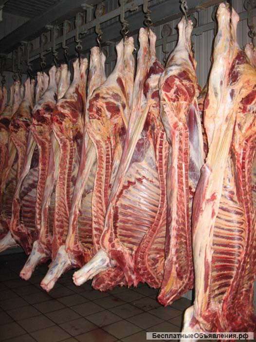 Говядина свежая оптом
