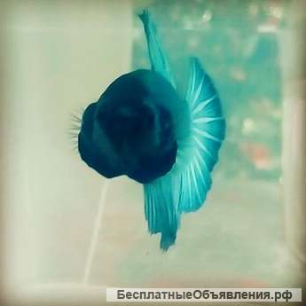 Betta Splendens HalfMoon (Рыбка петушок Халфмун)