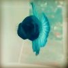 Betta Splendens HalfMoon (Рыбка петушок Халфмун)