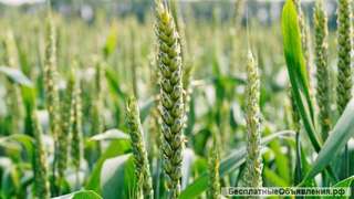 200 Га в Мостовском районе