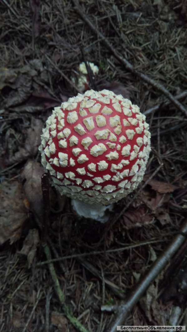 Мухоморы красные (Amanita muscaria)