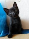 Черный котенок в добрые руки