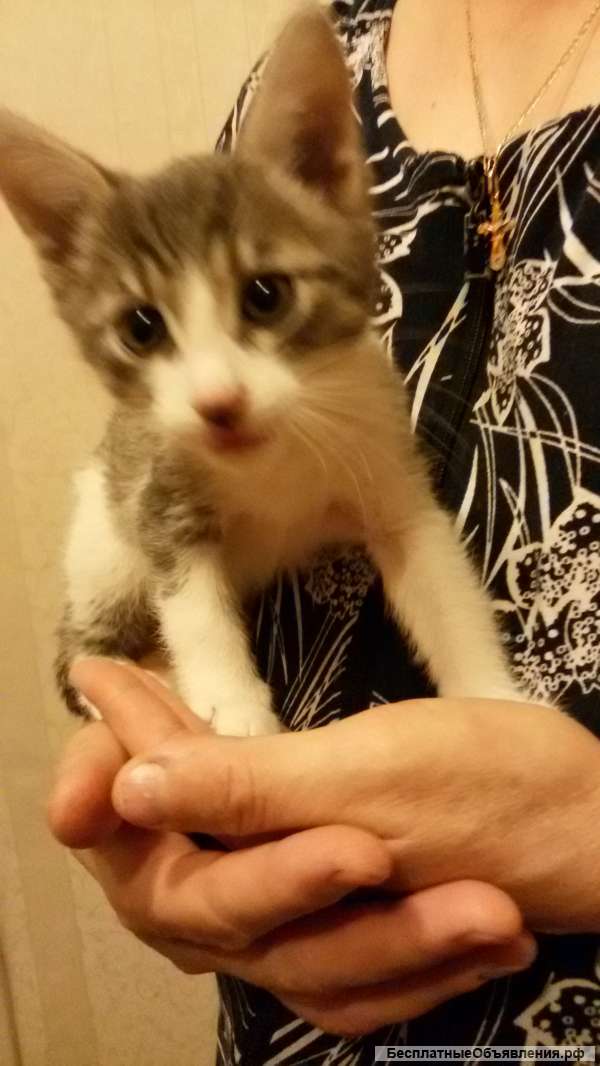 Котенок ищет дом