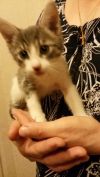 Котенок ищет дом