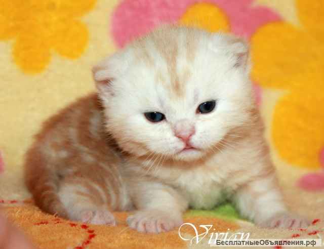 Британские котята красный мрамор из VIVIAN