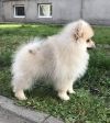 Малый немецкий шпиц