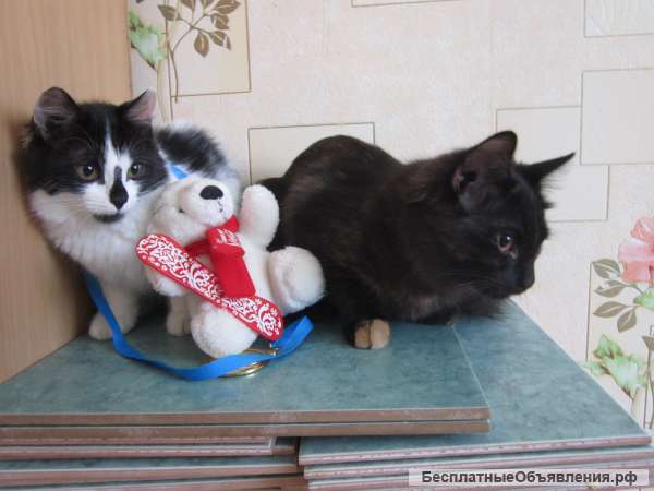 Две кошечки в хорошие руки