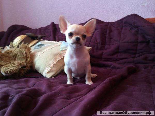 Малыши чихуахуа - питомник