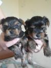 Продаются щенки йоркширского терьера