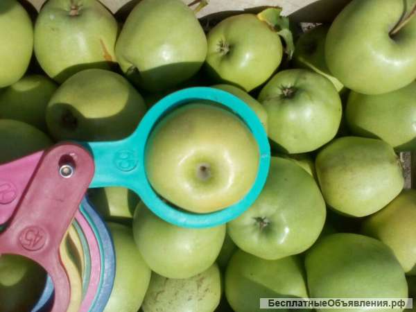 Яблоки оптом