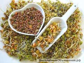 Зерно для проращивания по оптовым ценам от 20 тонн