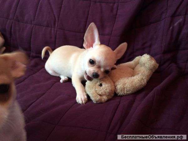 В питомник  Elchepe есть щенки чихуахуа