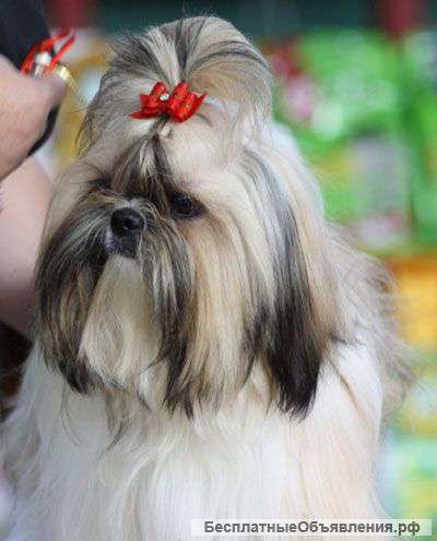 Девочка породы  ши-тцу