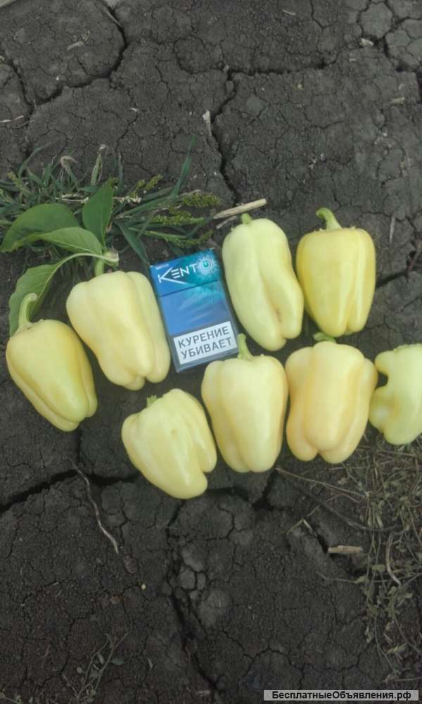 Перец оптом