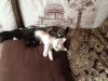 Отдам в хорошие руки
