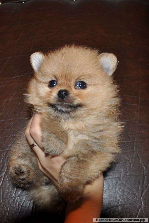 Щеночки немецкого шпица