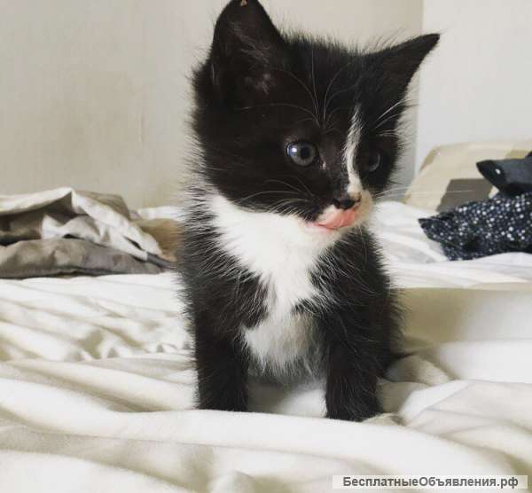 Отдам котят в добрые, ответственные руки
