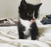 Отдам котят в добрые, ответственные руки