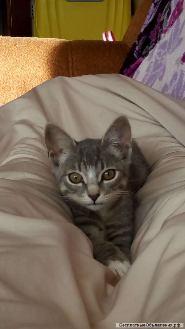 Отдам котёнка