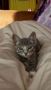Отдам котёнка