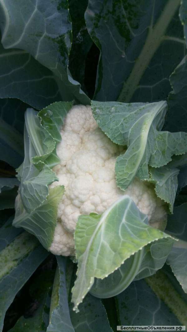 Капуста оптом