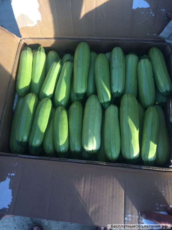 Кабачки оптом