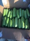 Кабачки оптом