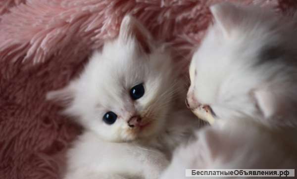 Котята
