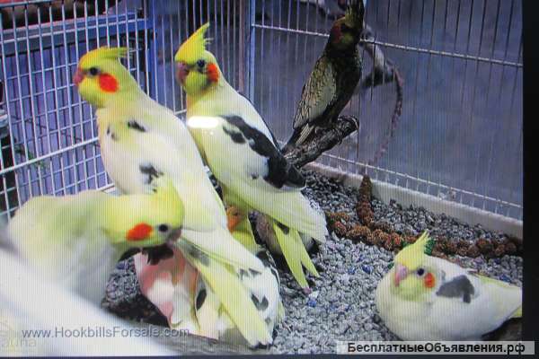 Птенцы попугаев корелл