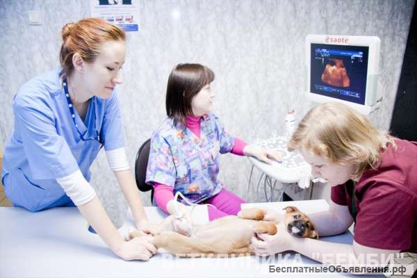 Ветеринарная клиника рядом с метро Ясенево